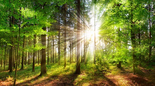 Carbon Neutrality x
