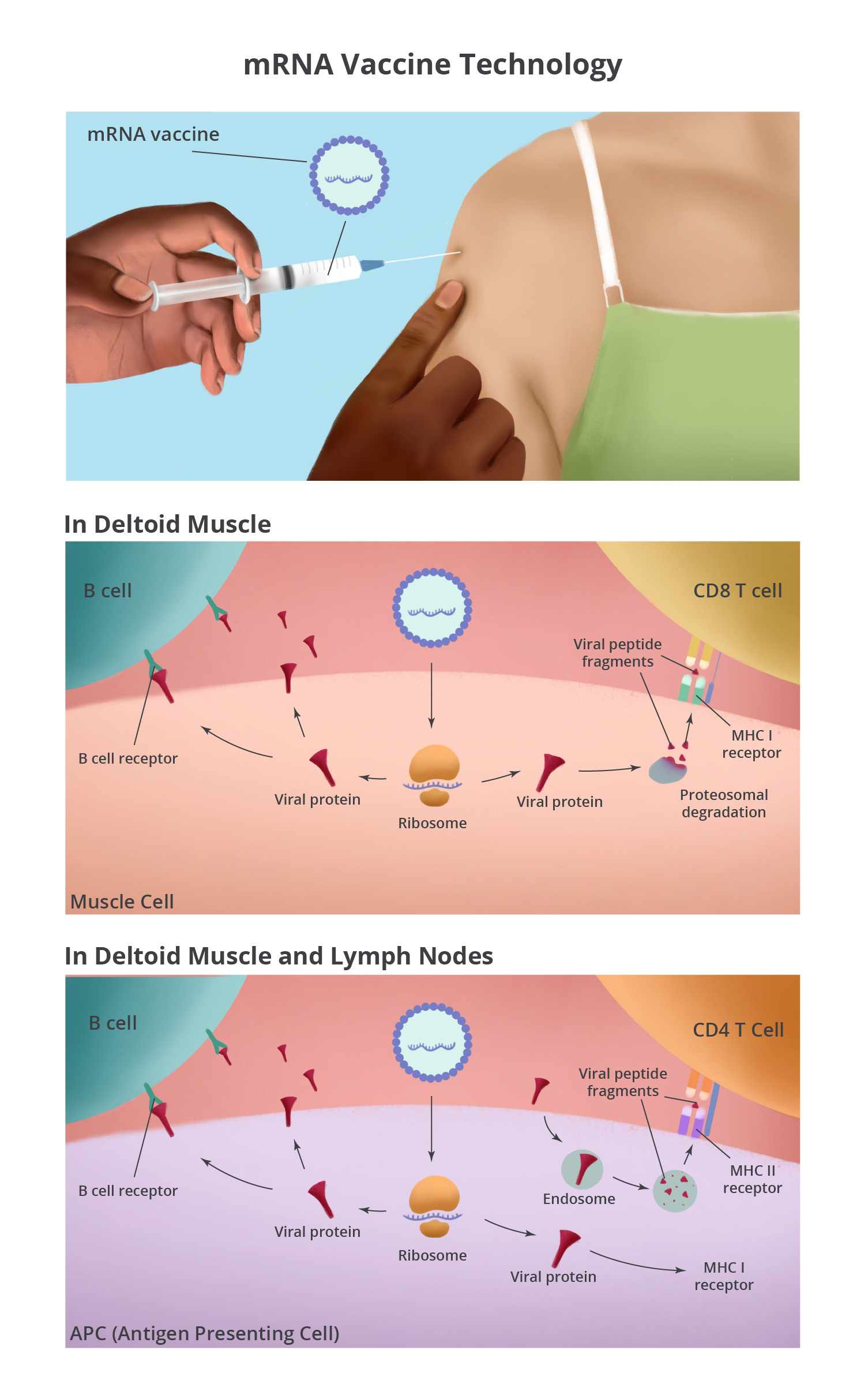 mRNA vaccine technology image   