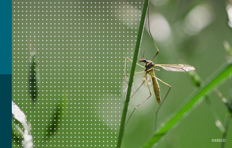 mosquito borne diseases blog image    