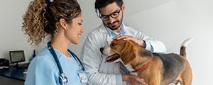 veterinary source web thumbnail image    