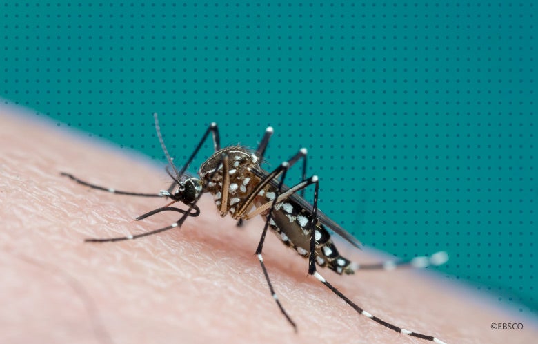 wolbachia mosquitoes blog image    