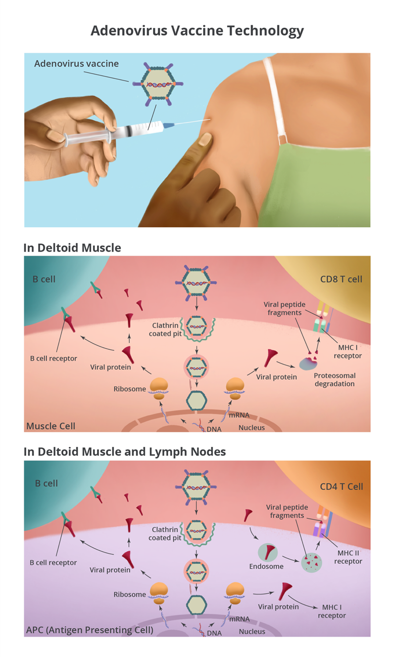 Diagram showing how the adenovirus vectored vaccine works